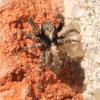Pseudeuophrys lanigera